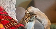 Jetta a rejoint le concours — aidez-le/la à gagner de superbes lots ! kitten, cat, couch, pillow, plaid, furniture, indoor, pet, small_animal, fur, whiskers, cute, sitting, cozy, domestic, relaxing, soft, blurred_background, home, animal