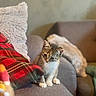kitten, cat, couch, pillow, plaid, furniture, indoor, pet, small_animal, fur, whiskers, cute, sitting, cozy, domestic, relaxing, soft, blurred_background, home, animal
