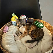 Jetta participe au concours pour gagner de l'argent avec cette photo : kitten, sleeping, basket, plush_toy, pineapple_toy, fish_bone_toy, cozy, soft_cushion, indoor, cat, feline, cute, pet, resting, animal, woven_basket, tabby, striped, small, young