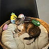 kitten, sleeping, basket, plush_toy, pineapple_toy, fish_bone_toy, cozy, soft_cushion, indoor, cat, feline, cute, pet, resting, animal, woven_basket, tabby, striped, small, young