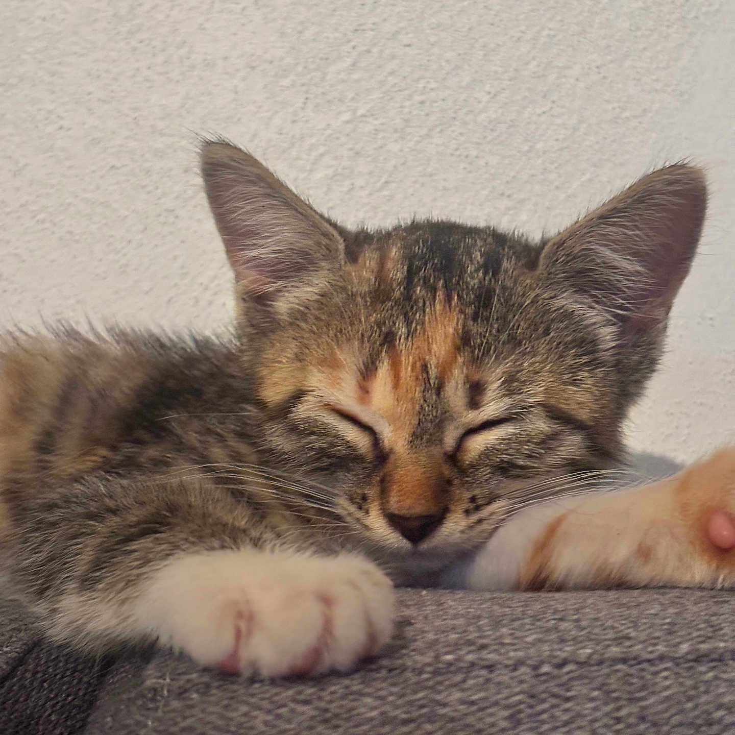 Jetta participe au concours pour gagner de l'argent avec cette photo : cat, kitten, sleeping, paw, fur, close_up, pet, cute, resting, cozy, domestic_animal, whiskers, face, ears, indoor, texture, gray, soft, relaxation, peaceful