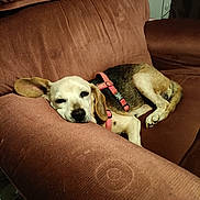Lexi is registered to the contest to win money with this photo: dog, beagle, sleeping, armchair, brown_furniture, indoor, pet, resting, cozy, canine, fur, harness, relaxed, domestic_animal, cute, companion, animal, living_room, comfort, napping