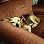 dog, beagle, sleeping, armchair, brown_furniture, indoor, pet, resting, cozy, canine, fur, harness, relaxed, domestic_animal, cute, companion, animal, living_room, comfort, napping