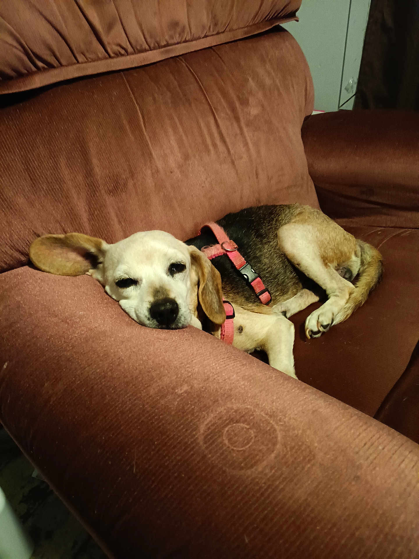 Lexi is registered to the contest to win money with this photo: dog, beagle, sleeping, armchair, brown_furniture, indoor, pet, resting, cozy, canine, fur, harness, relaxed, domestic_animal, cute, companion, animal, living_room, comfort, napping