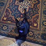 Mew joined the competition — help win amazing prizes! cat, black_cat, pet, animal, indoor, rug, patterned_rug, sock, feet, floor, wood_floor, curious, looking_up, home, cozy, feline, whiskers, tail, small_spot, domestic_animal