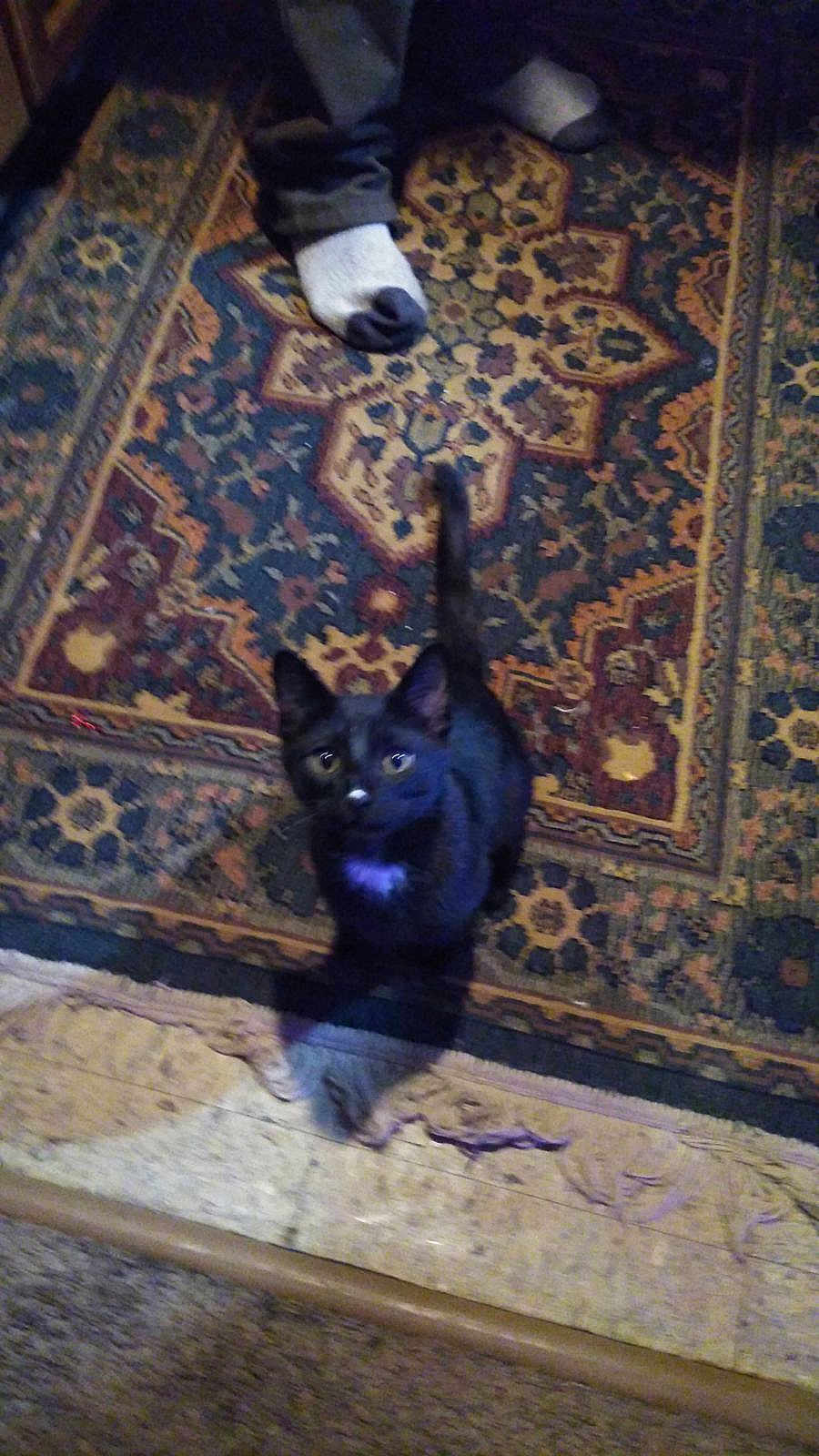 Mew joined the competition — help win amazing prizes! cat, black_cat, pet, animal, indoor, rug, patterned_rug, sock, feet, floor, wood_floor, curious, looking_up, home, cozy, feline, whiskers, tail, small_spot, domestic_animal