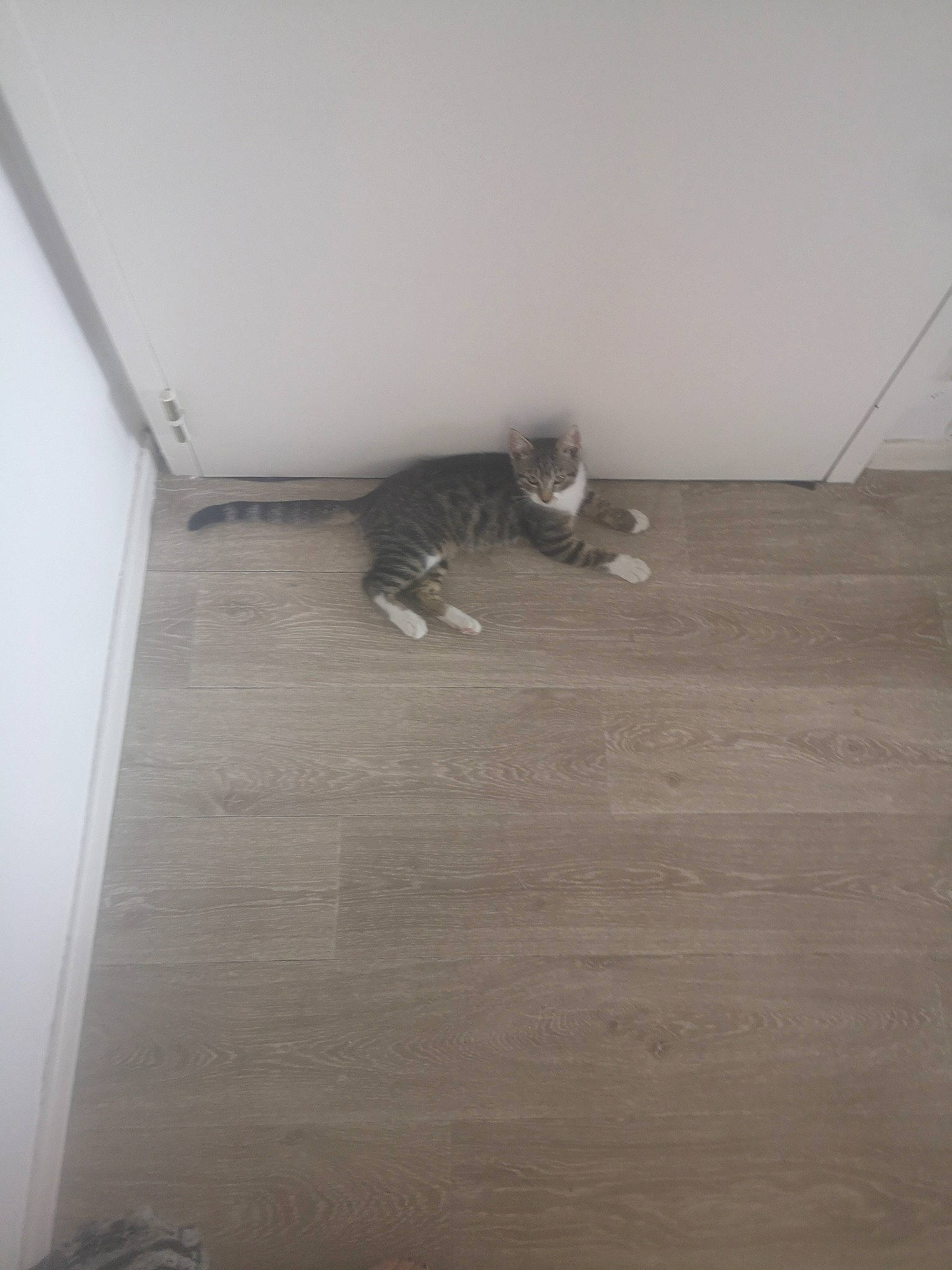 Bast participe au concours pour gagner de l'argent avec cette photo : cat, ceiling, felidae, floor, flooring, hardwood, laminate_flooring, plaster, room, tail, tile, wall, wood, wood_flooring
