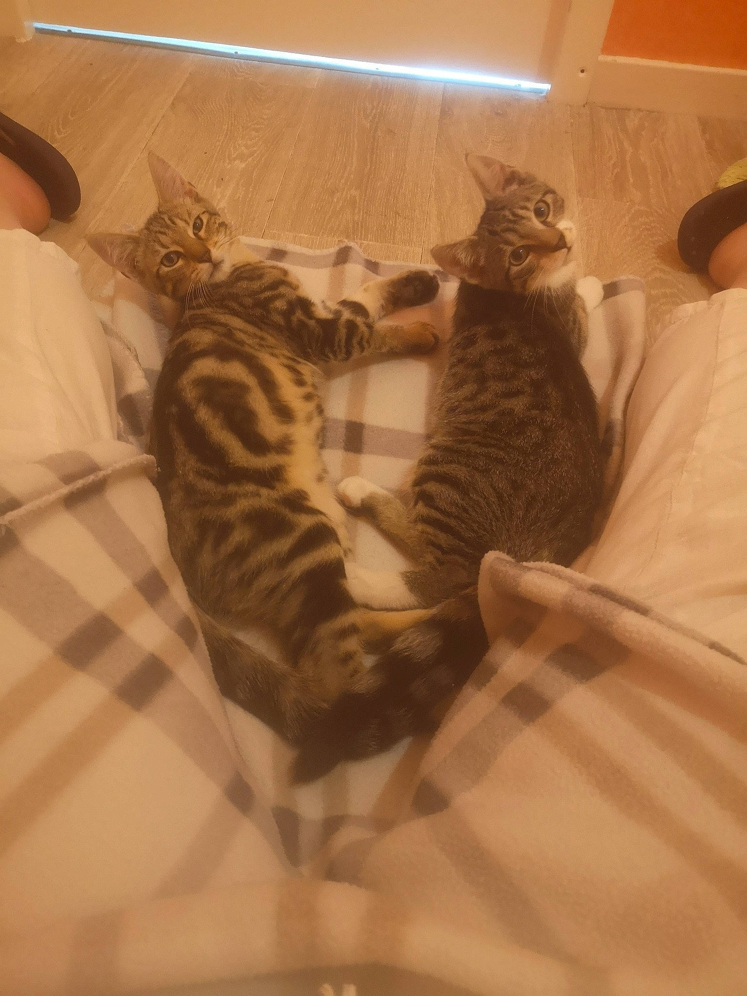 Bast a rejoint le concours — aidez-le/la à gagner de superbes lots ! american_shorthair, asian, bengal, california_spangled, carnivore, cat, domestic_short_haired_cat, dragon_li, egyptian_mau, european_shorthair, felidae, kitten, mammal, ocicat, savannah, small_to_medium_sized_cats, tabby_cat, tail, toyger, whiskers