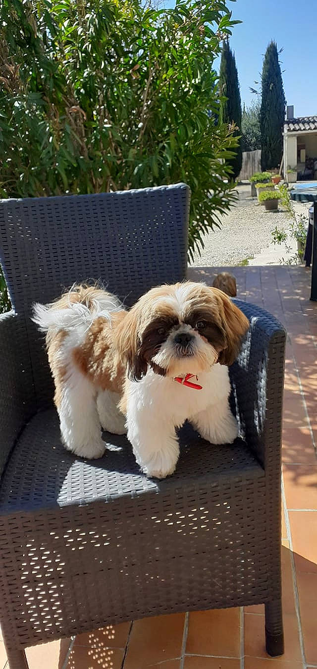 Raven participe au concours pour gagner de l'argent avec cette photo : canidae, carnivore, companion_dog, dog, dog_breed, dog_collar, dog_supply, fawn, fur, grass, liver, pet_supply, plant, shih_tzu, snout, terrier, toy_dog, tree, water_dog, working_animal