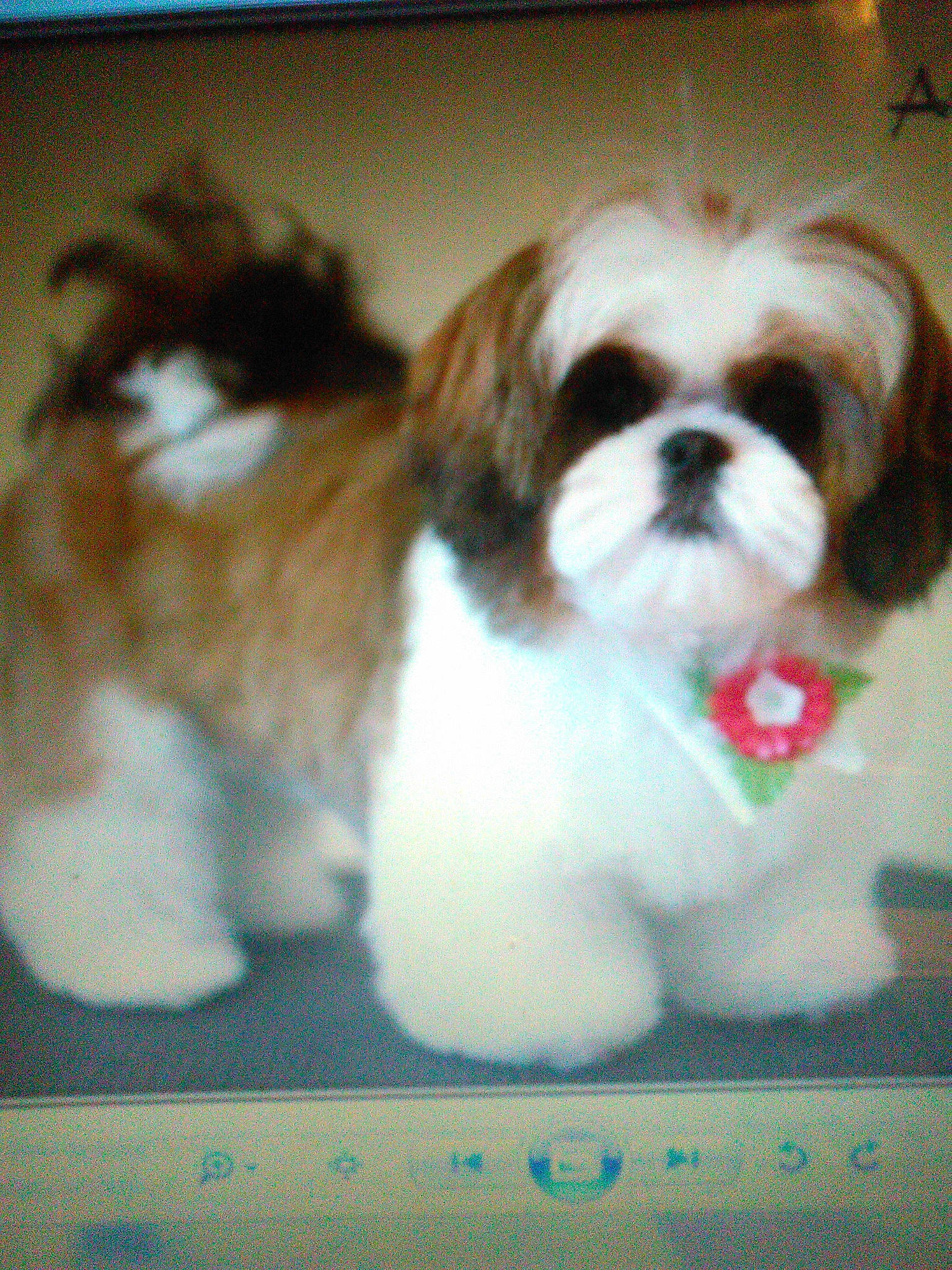 Raven participe au concours pour gagner de l'argent avec cette photo : canidae, carnivore, companion_dog, dog, dog_breed, fawn, fur, liver, maltepoo, non_sporting_group, puppy, shih_tzu, small_terrier, snout, sporting_group, terrestrial_animal, terrier, toy_dog, water_dog, working_animal