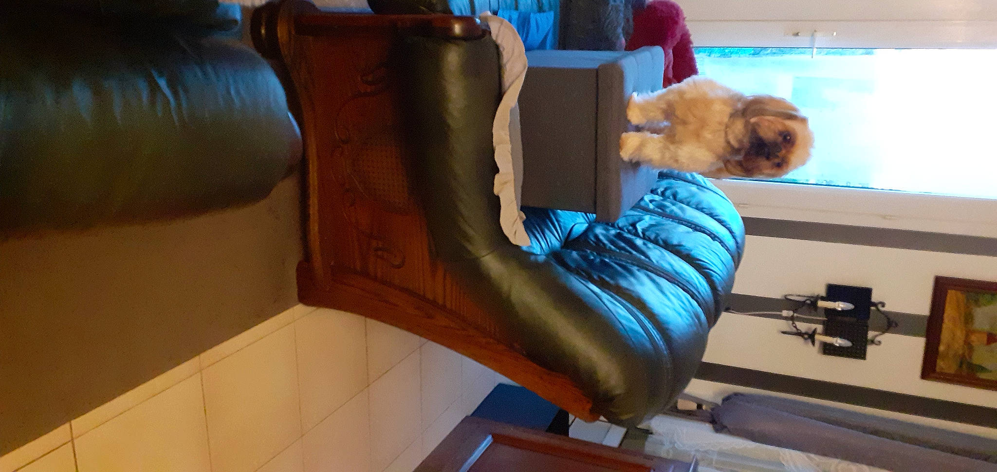 Raven participe au concours pour gagner de l'argent avec cette photo : armrest, building, comfort, companion_dog, couch, dog, dog_breed, flooring, fur, hardwood, human_leg, living_room, machine, mammal, room, spitz, studio_couch, toy, toy_dog, wood