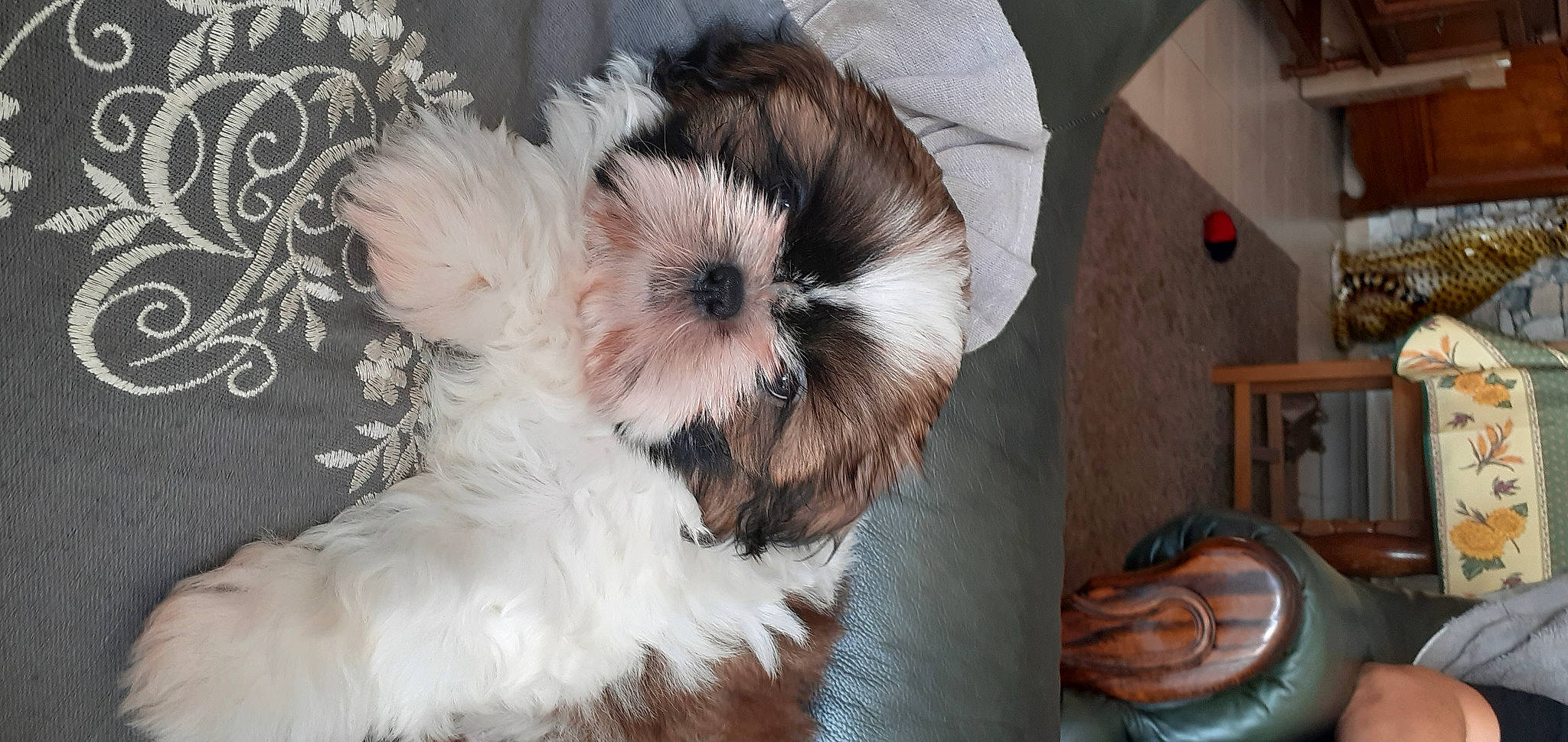 Raven a rejoint le concours — aidez-le/la à gagner de superbes lots ! canidae, carnivore, companion_dog, dog, dog_breed, fawn, fur, mal_shi, maltepoo, puppy_love, shih_poo, shih_tzu, small_terrier, snout, sporting_group, terrier, toy_dog, whiskers, wood, working_animal