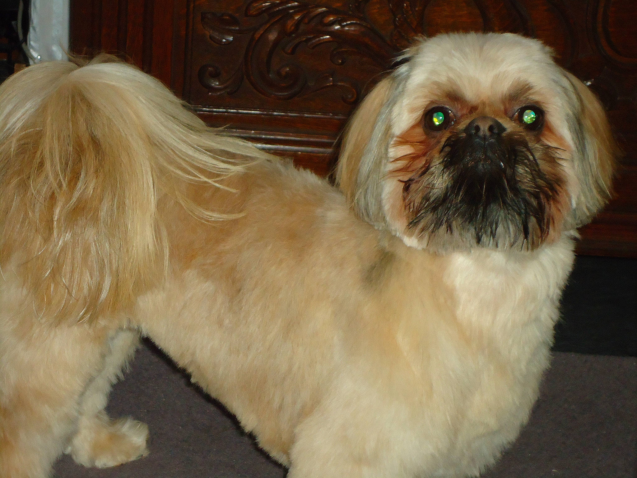 Lovely participe au concours pour gagner de l'argent avec cette photo : canidae, carnivore, companion_dog, dog, dog_breed, ear, eye, fawn, fur, iris, liver, maltepoo, natural_material, shih_tzu, snout, sporting_group, tail, toy_dog, whiskers, working_animal