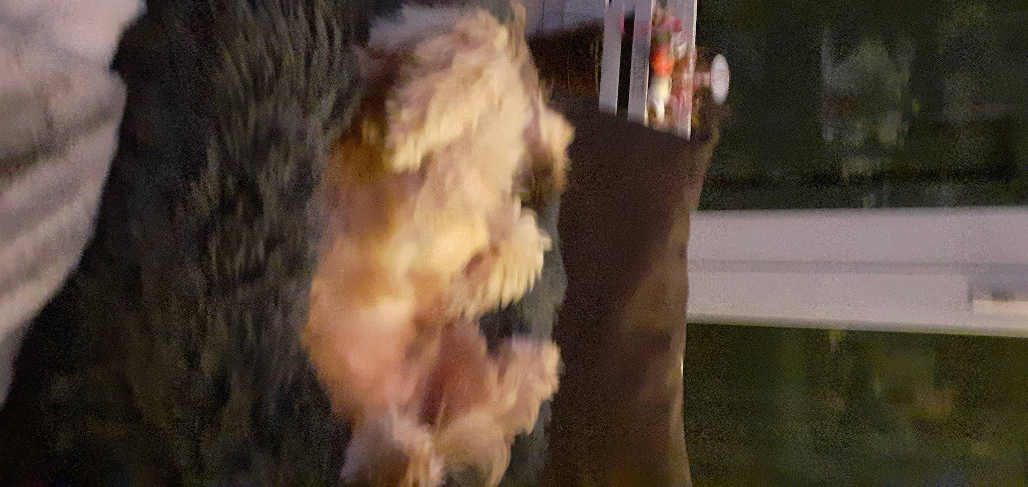 Lovely participe au concours pour gagner de l'argent avec cette photo : canidae, carnivore, claw, companion_dog, dog_breed, fawn, feather, felidae, flooring, fur, hardwood, small_to_medium_sized_cats, snout, sporting_group, tail, terrier, toy_dog, tree, whiskers, wood