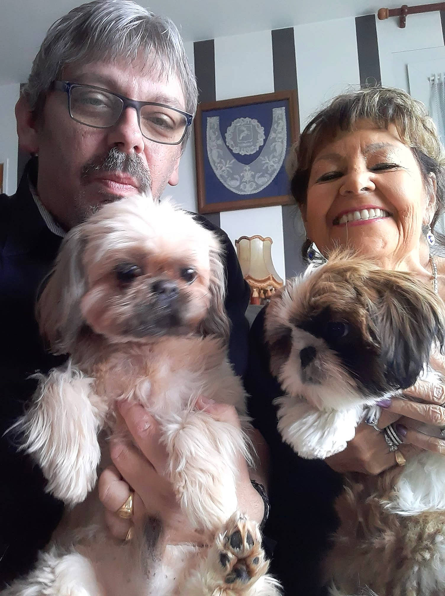 Lovely a rejoint le concours — aidez-le/la à gagner de superbes lots ! canidae, carnivore, companion_dog, dog, dog_breed, eyewear, fawn, fur, glasses, hair, head, liver, small_terrier, smile, snout, sporting_group, terrier, toy_dog, vision_care, working_animal