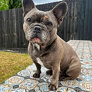 Lily joined the competition — help win amazing prizes! dog, french_bulldog, pet, outdoor, tile_floor, patterned_tiles, fence, grass, brown_dog, cute, animal, portrait, sitting, ears_up, snout, fur, canine, companion, garden, looking