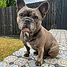 dog, french_bulldog, pet, outdoor, tile_floor, patterned_tiles, fence, grass, brown_dog, cute, animal, portrait, sitting, ears_up, snout, fur, canine, companion, garden, looking