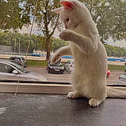 Shiro a rejoint le concours — aidez-le/la à gagner de superbes lots ! white_cat, cat, feline, pet, windowsill, window, paws, whiskers, tail, upright, curious, indoor, outdoor, tree, car, parking_lot, street, glass, sunlight, portrait