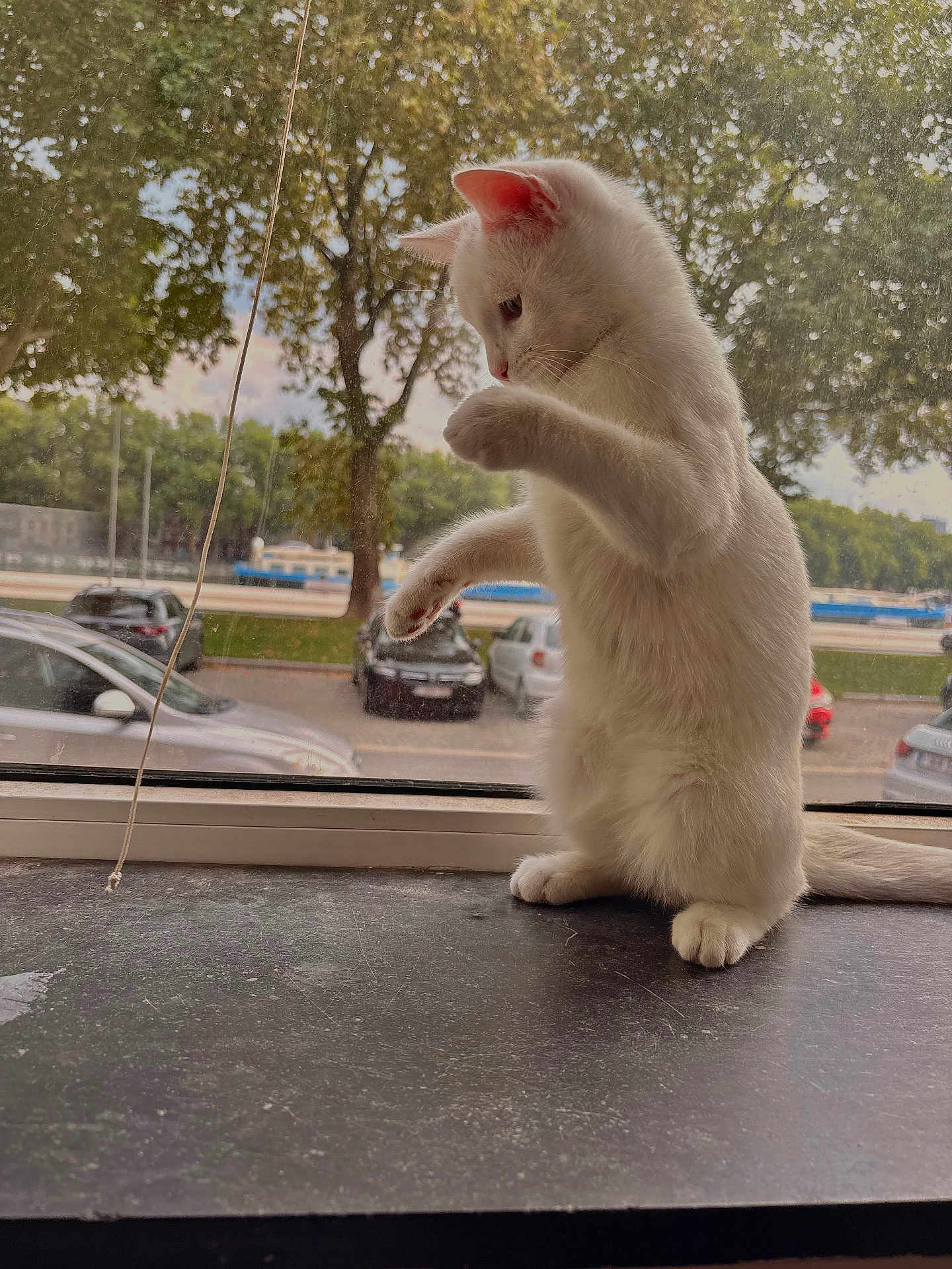 Shiro a rejoint le concours — aidez-le/la à gagner de superbes lots ! white_cat, cat, feline, pet, windowsill, window, paws, whiskers, tail, upright, curious, indoor, outdoor, tree, car, parking_lot, street, glass, sunlight, portrait