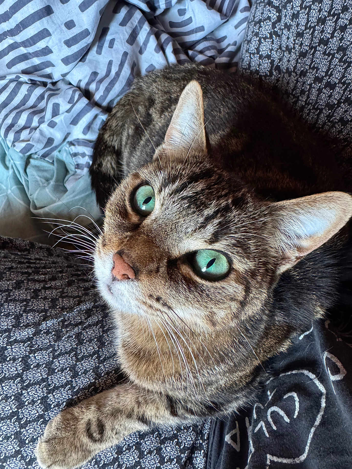 Shadow participe au concours pour gagner de l'argent avec cette photo : cat, tabby_cat, green_eyes, whiskers, ear, paw, fur, close_up, bed, blanket, patterned_fabric, bedding, indoor, pet, feline, portrait, looking_up, cozy, texture, shirt