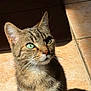 Shadow a rejoint le concours — aidez-le/la à gagner de superbes lots ! cat, tabby_cat, feline, pet, whiskers, green_eyes, portrait, close_up, indoor, sunlight, tile_floor, shadow, ears, nose, fur, sitting, looking_up, domestic_cat, cute, mammal
