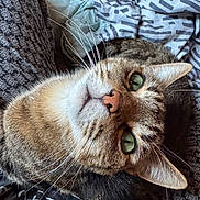 Shadow participe au concours pour gagner de l'argent avec cette photo : cat, tabby_cat, feline, whiskers, green_eyes, pink_nose, close_up, pet, fur, ear, bed, blanket, bedding, fabric_pattern, indoor, portrait, relaxed, cute, domestic_animal, cozy