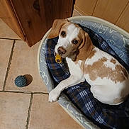 Alouette participe au concours pour gagner de l'argent avec cette photo : dog, pet, bed, toy, floor, tile, brown, white, plaid, blue, indoor, cozy, relaxed, animal, cute, looking_up, ears, paw, mouth, wood