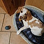 dog, pet, bed, toy, floor, tile, brown, white, plaid, blue, indoor, cozy, relaxed, animal, cute, looking_up, ears, paw, mouth, wood
