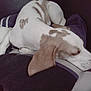 Alouette participe au concours pour gagner de l'argent avec cette photo : dog, sleeping, pillow, resting, brown, white, pet, animal, indoor, cozy, comfort, relaxation, fur, ear, snout, quiet, calm, laying, home, cute