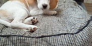 Alouette a rejoint le concours — aidez-le/la à gagner de superbes lots ! puppy, dog, pet, cushion, checkered_pattern, sofa, indoor, animal, brown_and_white, young, cute, resting, cozy, fur, ears, paw, home, comfort, looking, laying_down