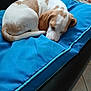 Alouette participe au concours pour gagner de l'argent avec cette photo : dog, sleeping, cushion, blue, indoor, pet, resting, white, brown, fur, curled_up, cozy, comfort, animal, canine, relaxation, soft, bed, domestic, quiet