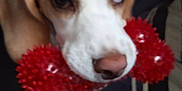 Alouette participe au concours pour gagner de l'argent avec cette photo : dog, toy, red_toy, pet, animal, indoor, close_up, brown_and_white, cute, nose, mouth, ears, furry, domestic_animal, playful, canine, companion, indoor_lighting, looking, blurry