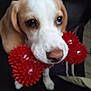 dog, toy, red_toy, pet, animal, indoor, close_up, brown_and_white, cute, nose, mouth, ears, furry, domestic_animal, playful, canine, companion, indoor_lighting, looking, blurry