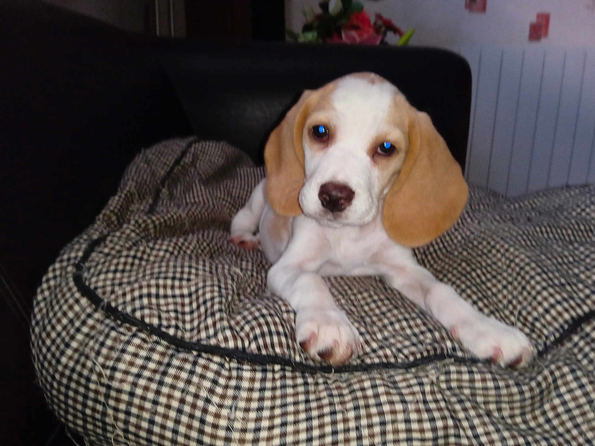Alouette participe au concours pour gagner de l'argent avec cette photo : puppy, dog, beagle, cushion, checkered_pattern, indoor, pet, animal, ears, snout, paw, fur, cute, young, resting, sofa, home, looking, front_view, companion
