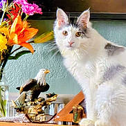 Bobo joined the competition — help win amazing prizes! animal, bouquet, cat, closeup, curious, decor, domestic, eagle_figurine, feline, flowers, glass_jar, gray_spots, green_wall, household, indoor, pet, sitting, table, white_cat, wooden_surface
