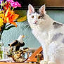 animal, bouquet, cat, closeup, curious, decor, domestic, eagle_figurine, feline, flowers, glass_jar, gray_spots, green_wall, household, indoor, pet, sitting, table, white_cat, wooden_surface