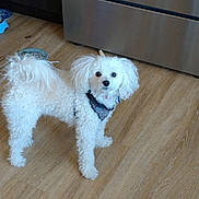 Zero is registered to the contest to win money with this photo: accessories, animal, appliance, canine, cockerspaniel, device, dog, electricaldevice, eskimodog, hardwood, indoors, oven, pet, plywood, poodle, puppy, strap, terrier, whitedog, wood