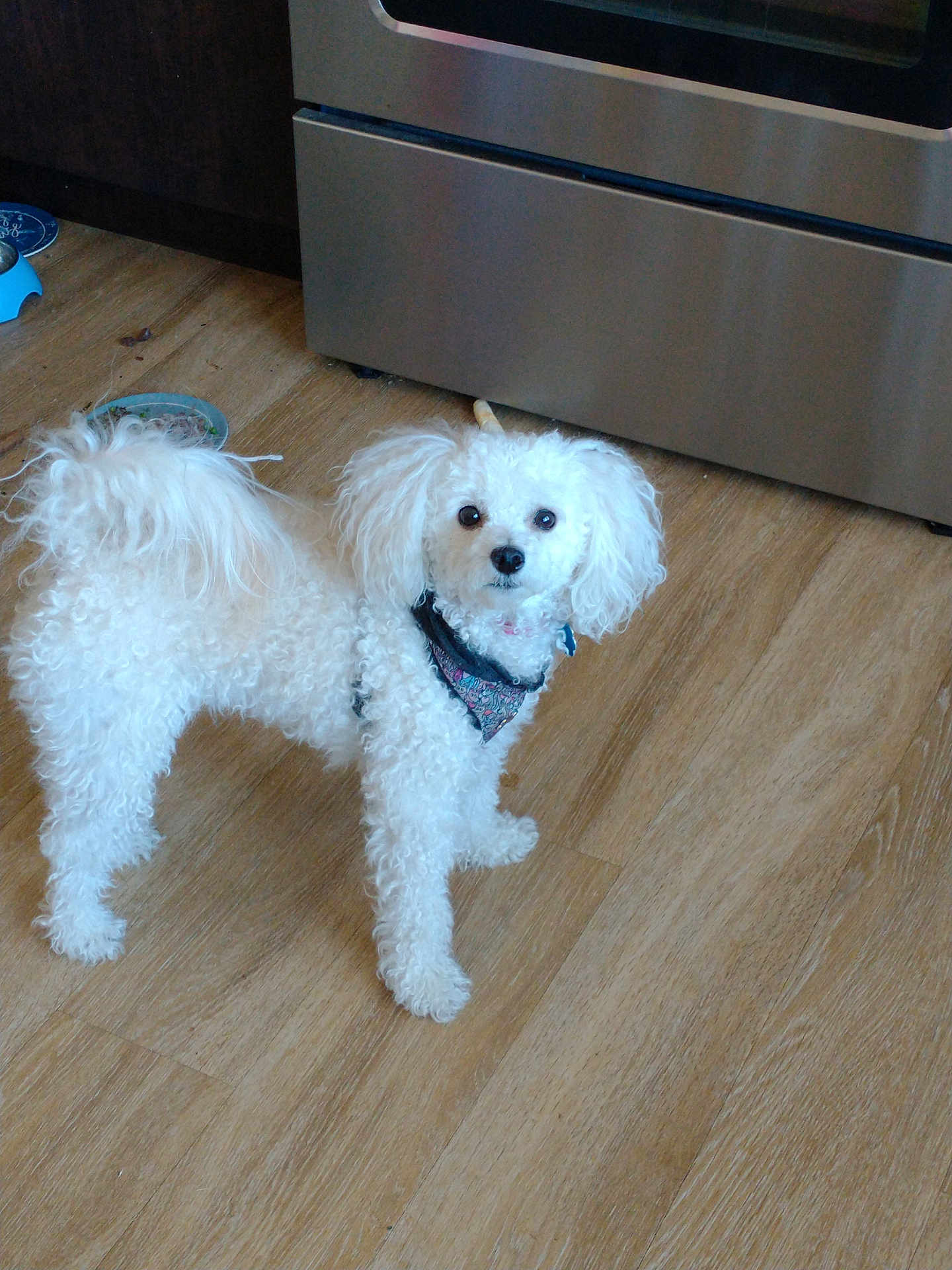 Zero is registered to the contest to win money with this photo: accessories, animal, appliance, canine, cockerspaniel, device, dog, electricaldevice, eskimodog, hardwood, indoors, oven, pet, plywood, poodle, puppy, strap, terrier, whitedog, wood