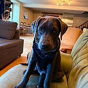 Zack participe au concours pour gagner de l'argent avec cette photo : puppy, dog, bandana, sitting, couch, indoor, pet, animal, living_room, furniture, curious, brown_dog, cute, young_dog, portrait, house, cozy, domestic, canine, friendly