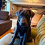 puppy, dog, bandana, sitting, couch, indoor, pet, animal, living_room, furniture, curious, brown_dog, cute, young_dog, portrait, house, cozy, domestic, canine, friendly