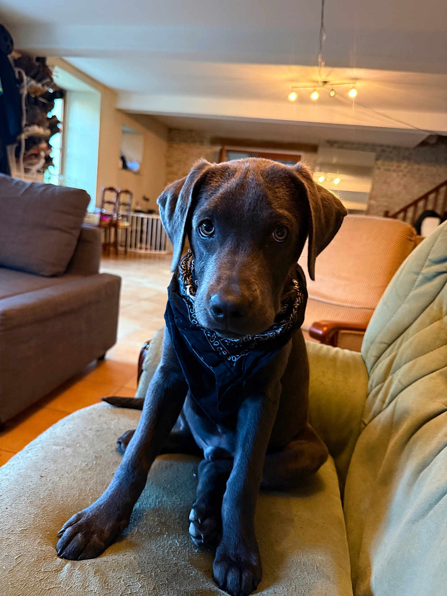 Zack participe au concours pour gagner de l'argent avec cette photo : puppy, dog, bandana, sitting, couch, indoor, pet, animal, living_room, furniture, curious, brown_dog, cute, young_dog, portrait, house, cozy, domestic, canine, friendly