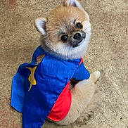 Russell joined the competition — help win amazing prizes! dog, puppy, superhero_costume, blue_cape, red_shirt, fluffy, cute, pet, animal, small_dog, costume, indoor, floor, looking_back, sitting, adorable, furry, companion, friendly, playful