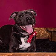 Shadow is registered to the contest to win money with this photo: