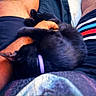 affection, animal, black_cat, cat, comfort, cozy, cute, domestic_animal, furry, hand, indoor, lap, legs, person, pet, purple_collar, resting, shorts, sleeping_cat, striped_shorts