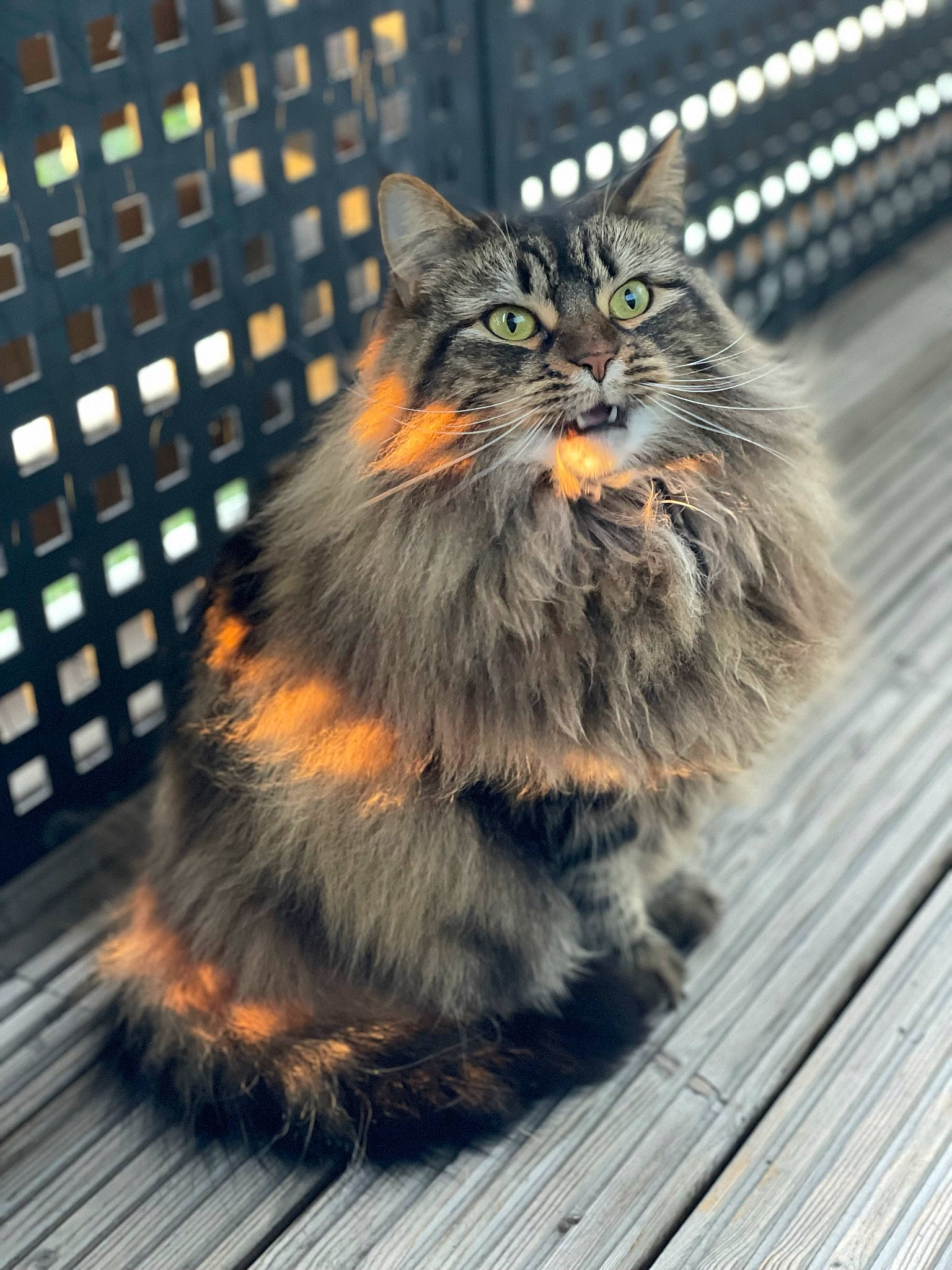 Bonny joined the competition — help win amazing prizes! british_longhair, carnivore, cat, domestic_short_haired_cat, eye, felidae, fence, fur, maine_coon, metal, sitting, small_to_medium_sized_cats, snout, tail, terrestrial_animal, whiskers, wood