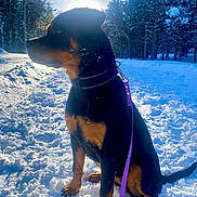 Alizée a rejoint le concours — aidez-le/la à gagner de superbes lots ! dog, rottweiler, snow, leash, winter, trees, sunlight, outdoor, nature, animal, pet, forest, cold, frost, canine, black, brown, sitting, collar, daylight