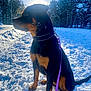 dog, rottweiler, snow, leash, winter, trees, sunlight, outdoor, nature, animal, pet, forest, cold, frost, canine, black, brown, sitting, collar, daylight