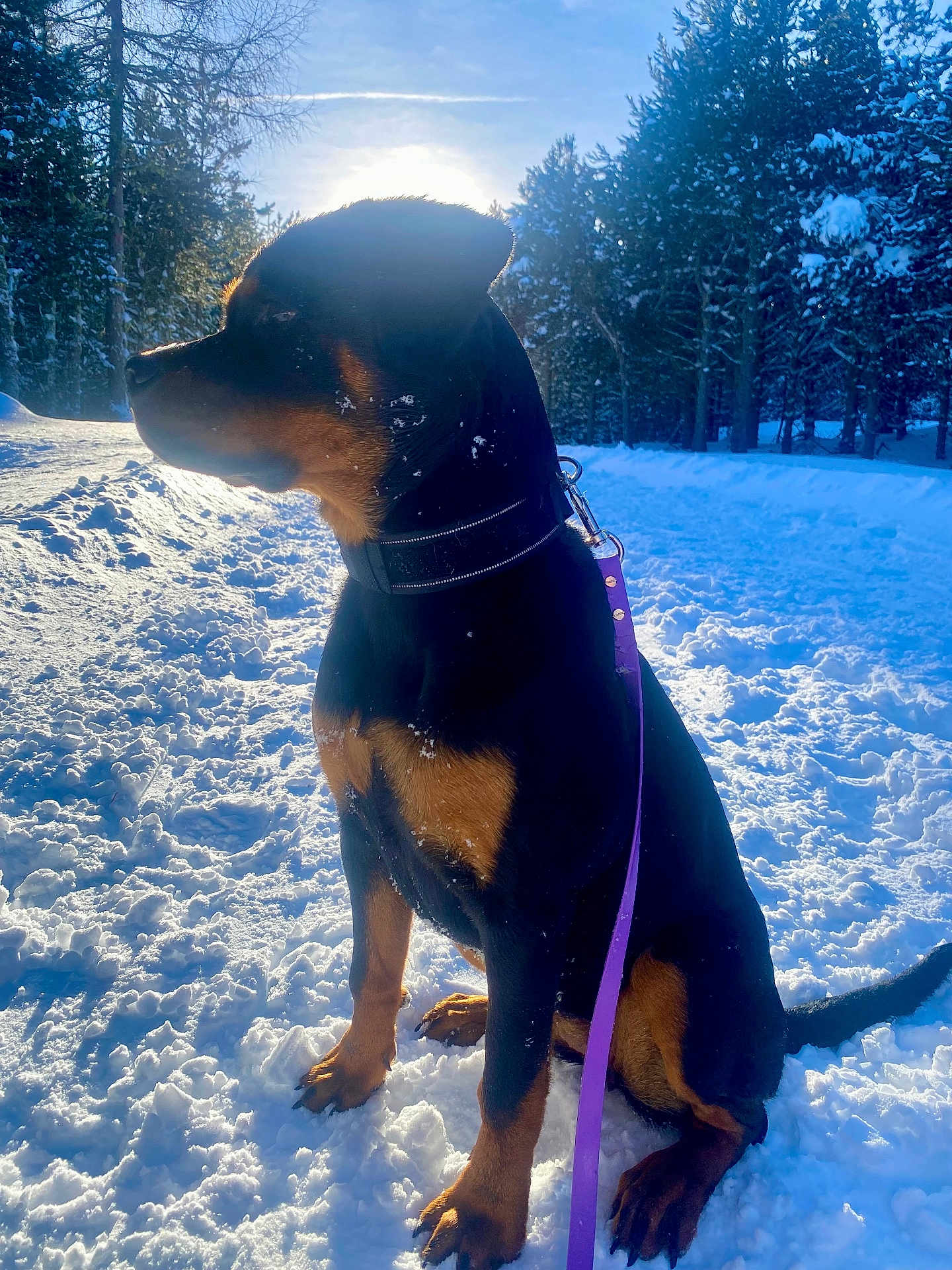 Alizée a rejoint le concours — aidez-le/la à gagner de superbes lots ! dog, rottweiler, snow, leash, winter, trees, sunlight, outdoor, nature, animal, pet, forest, cold, frost, canine, black, brown, sitting, collar, daylight