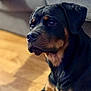 Alizée participe au concours pour gagner de l'argent avec cette photo : rottweiler, dog, pet, indoor, portrait, canine, black_and_tan, fur, animal, companion, close_up, face, ears, snout, eyes, nose, sitting, floor, couch, domestic