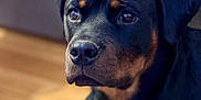 Alizée participe au concours pour gagner de l'argent avec cette photo : rottweiler, dog, pet, close_up, indoor, portrait, canine, animal, mammal, black_and_tan, face, ears, nose, fur, sitting, watching, floor, couch, background, calm